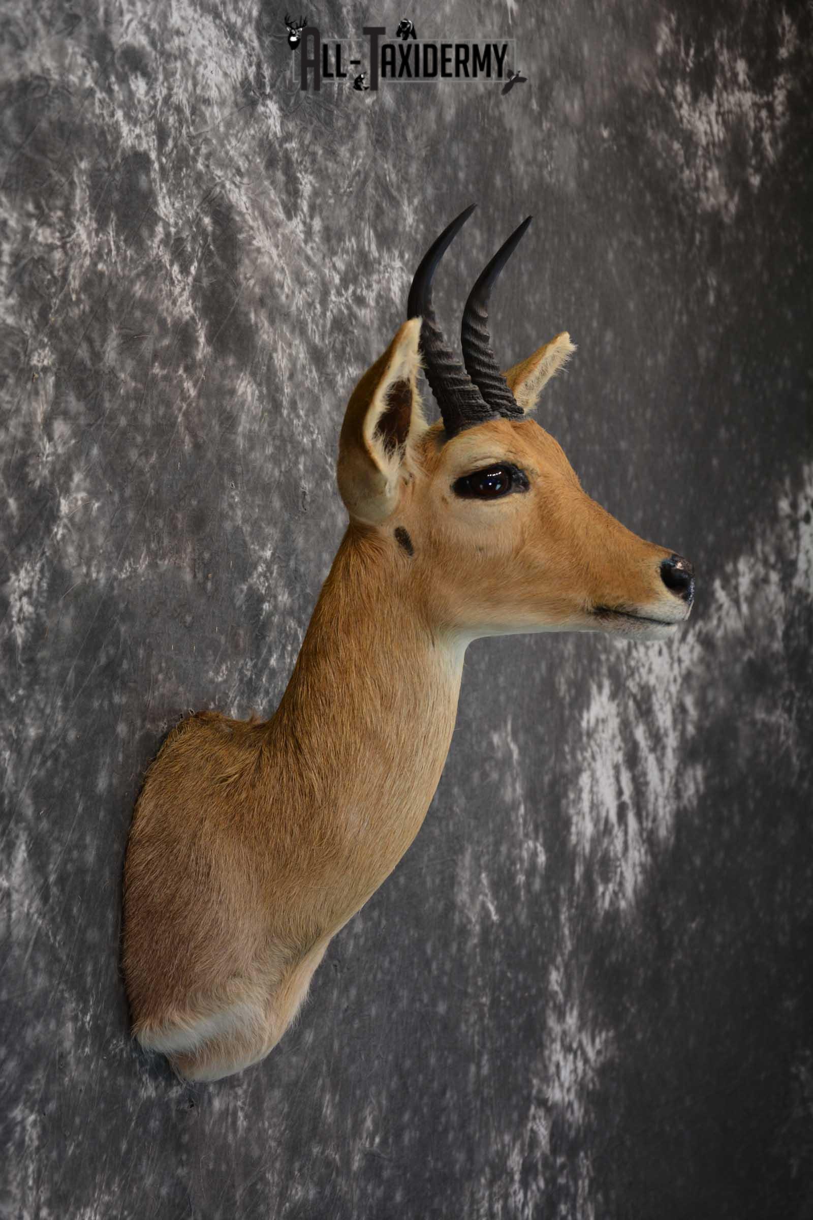 African Reedbuck Taxidermy Mount SKU 1564 - Image 5