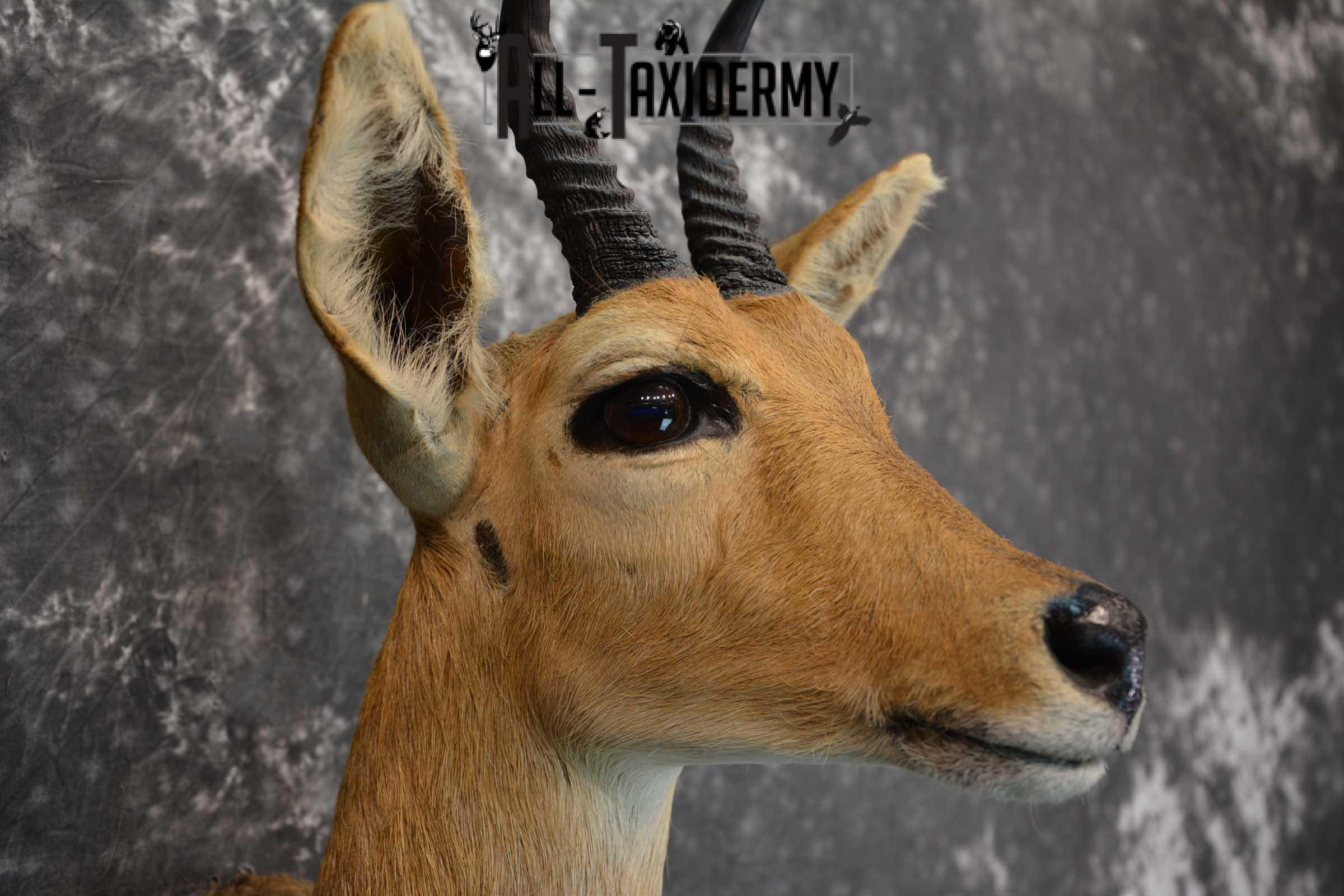 African Reedbuck Taxidermy Mount SKU 1564 - Image 4