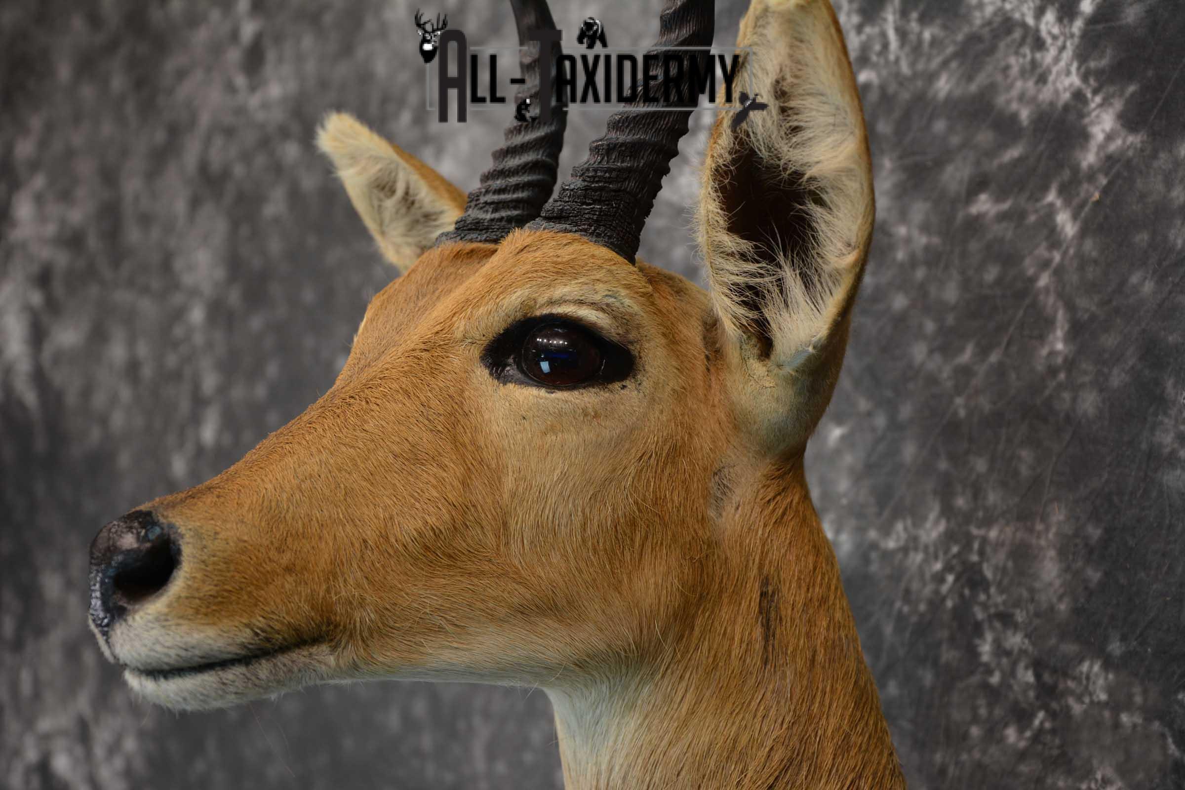 African Reedbuck Taxidermy Mount SKU 1564 - Image 3