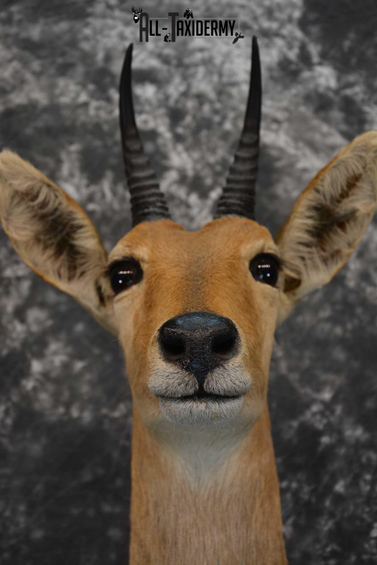 African Reedbuck Taxidermy Mount SKU 1564 - Image 2