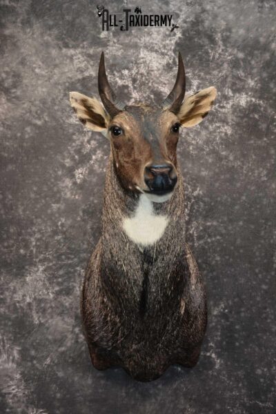 Nilgai Taxidermy Mount SKU 1565
