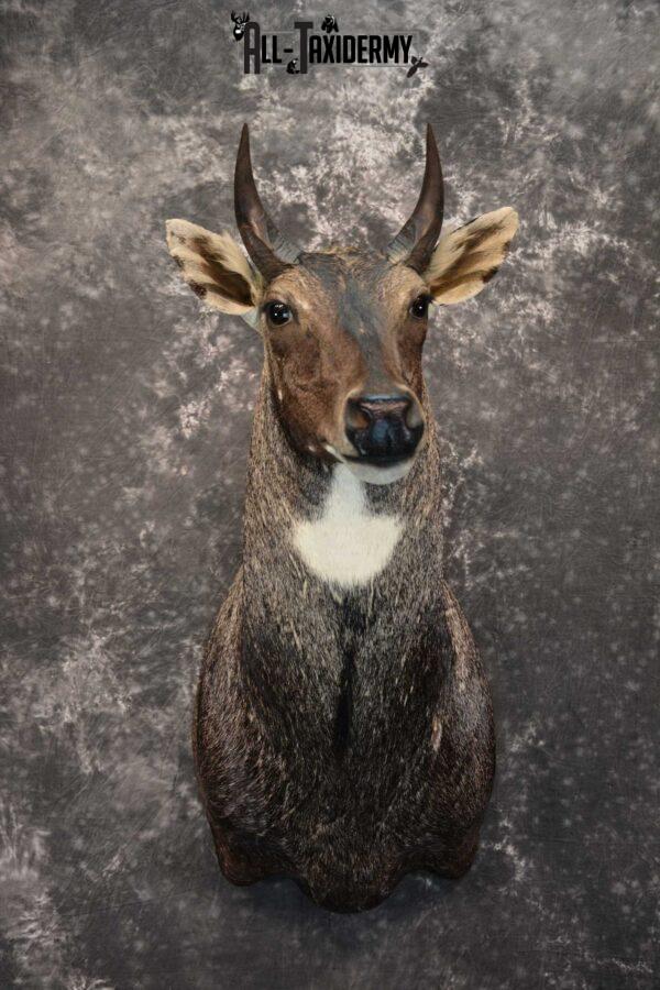 nilgai-taxidermy-mount-sku-1565-all-taxidermy