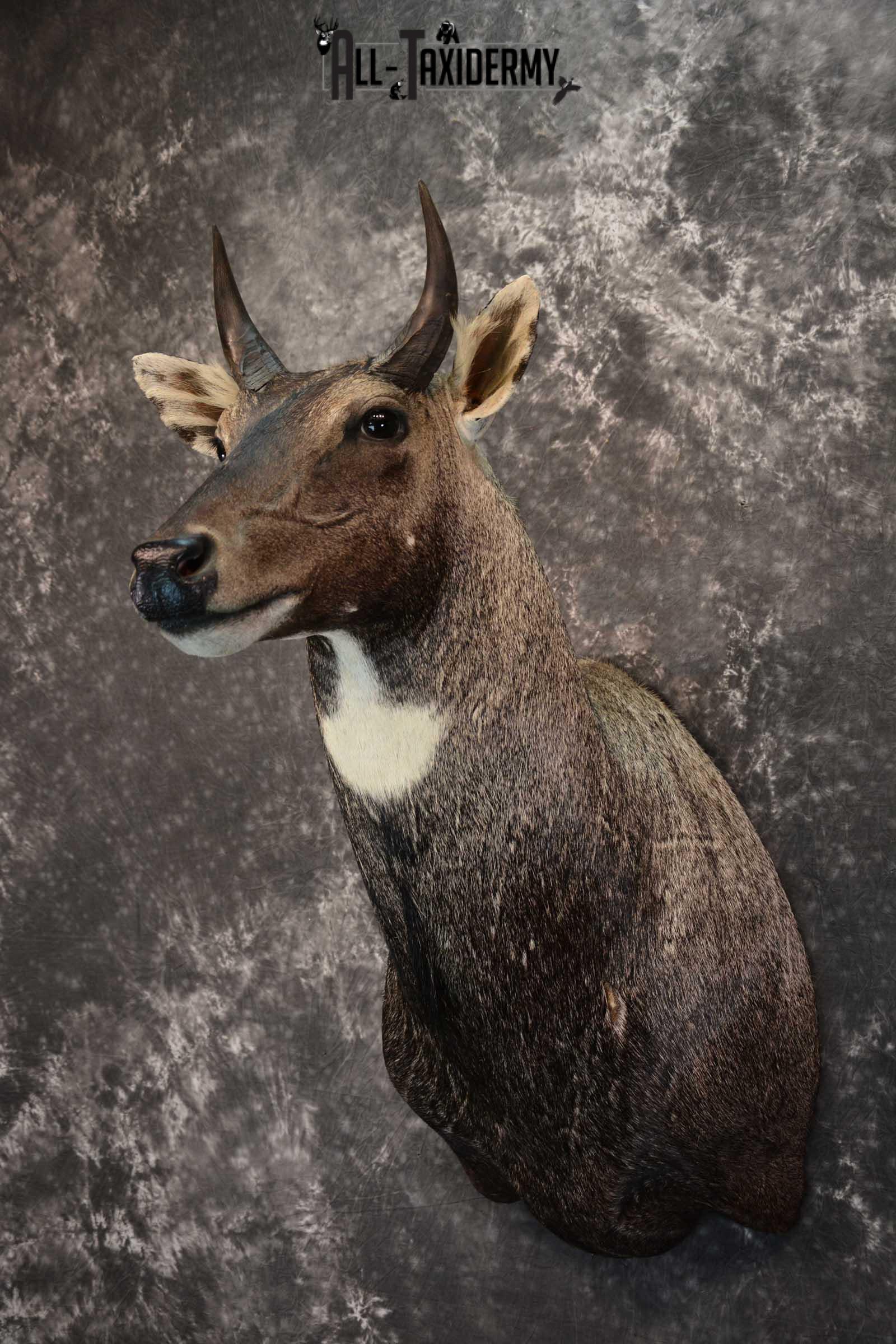 Nilgai Taxidermy Mount SKU 1565 - Image 8