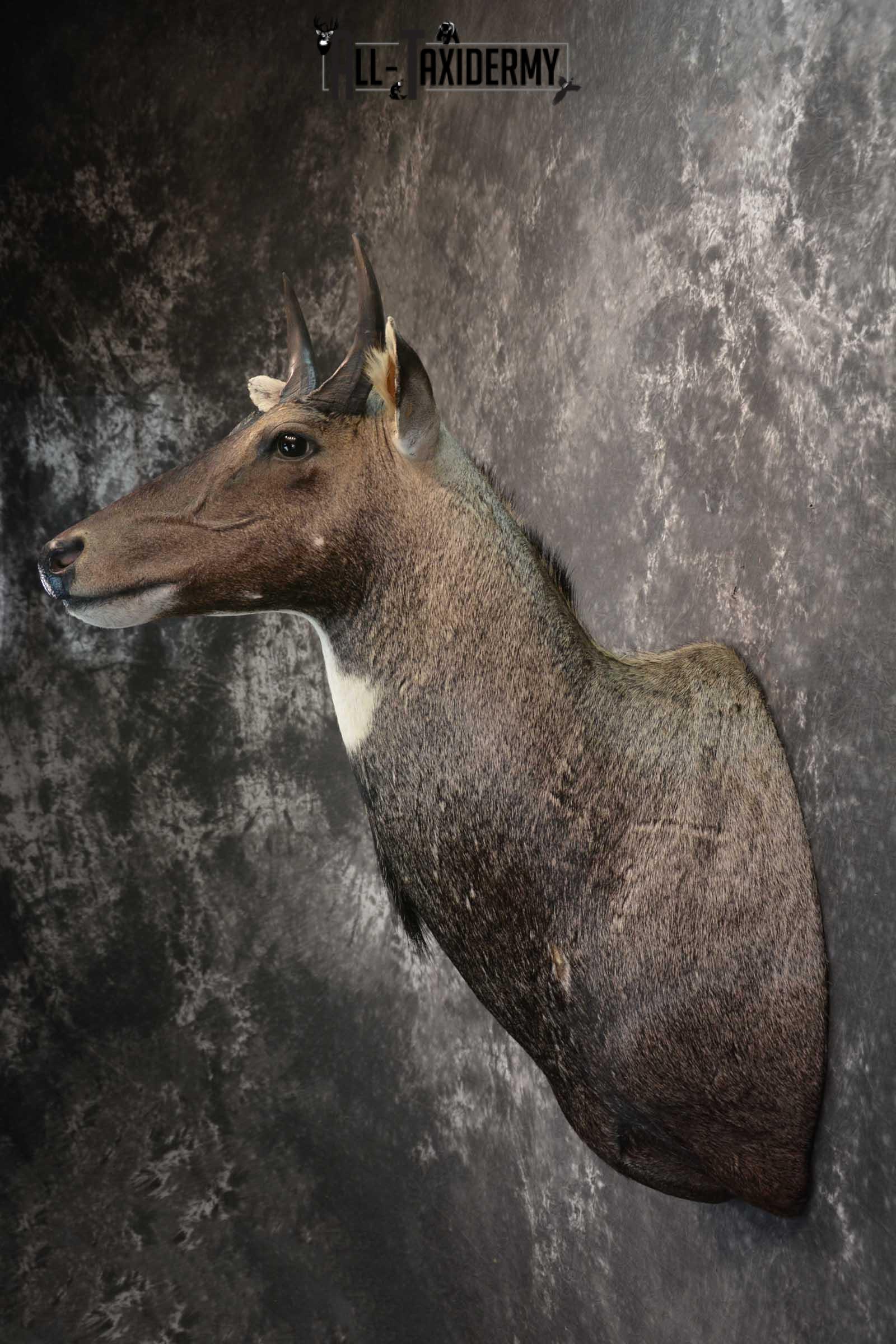 Nilgai Taxidermy Mount SKU 1565 - Image 7