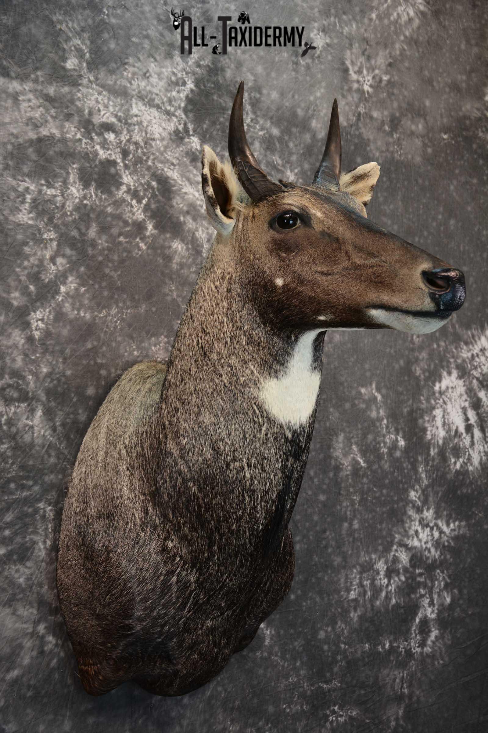 Nilgai Taxidermy Mount SKU 1565 - Image 6