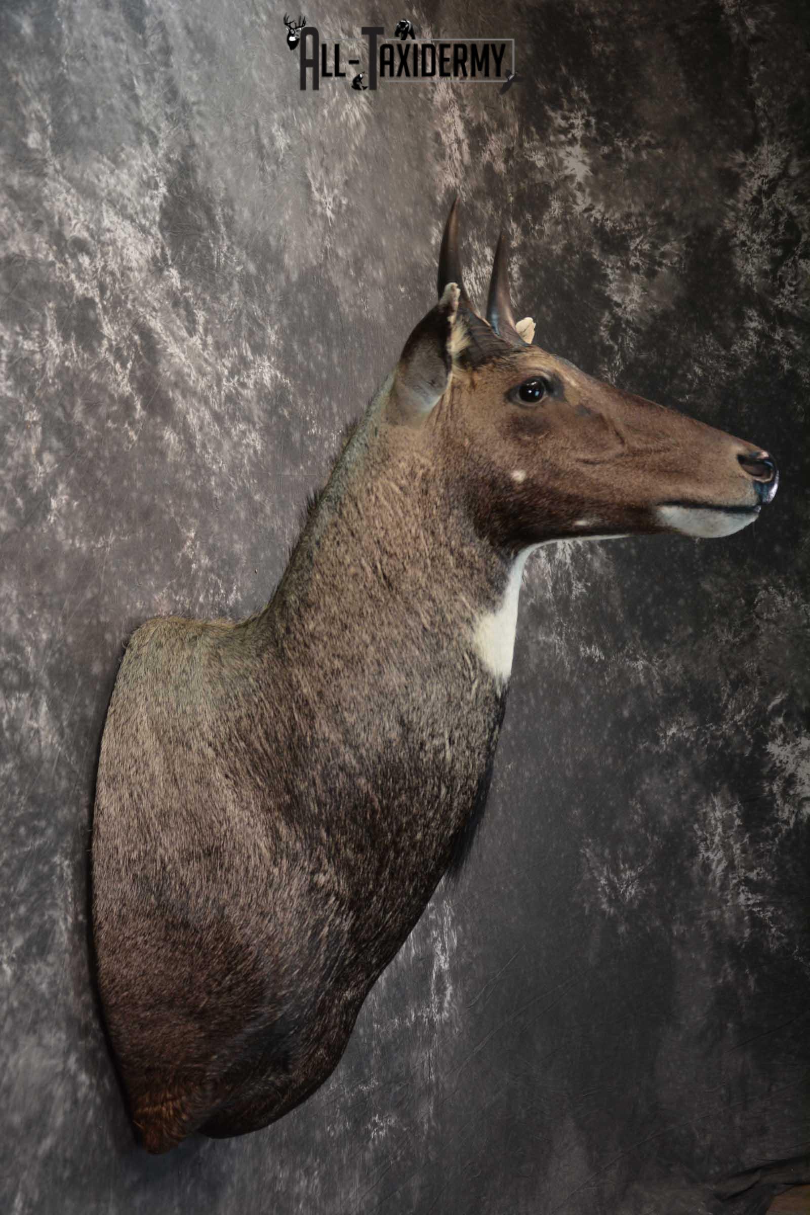Nilgai Taxidermy Mount SKU 1565 - Image 5
