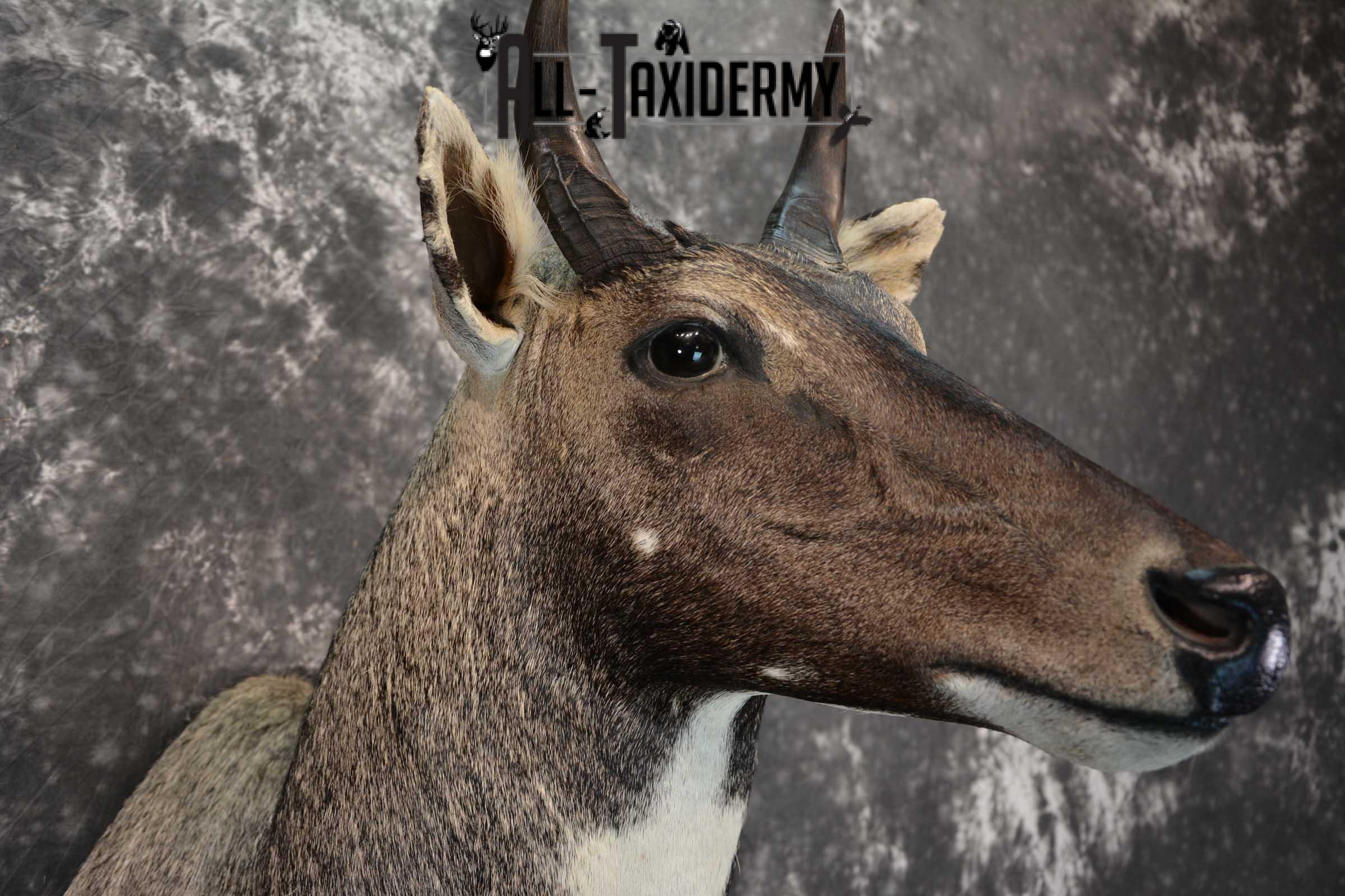 Nilgai Taxidermy Mount SKU 1565 - Image 4