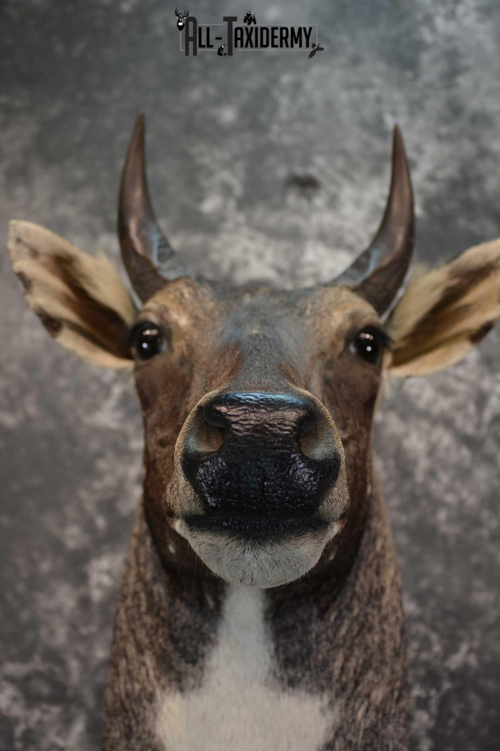 Nilgai Taxidermy Mount SKU 1565 - Image 2