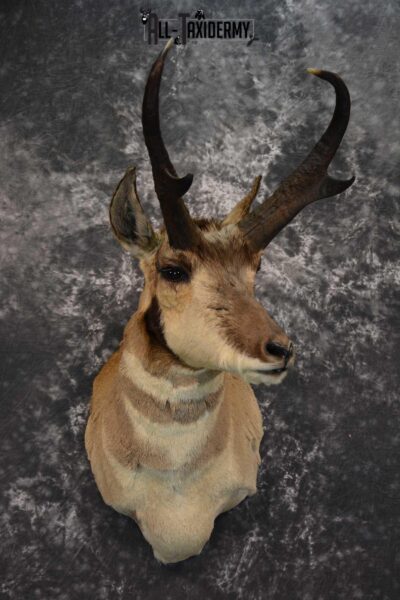 Antelope Pronghorn Taxidermy Mount SKU 1566