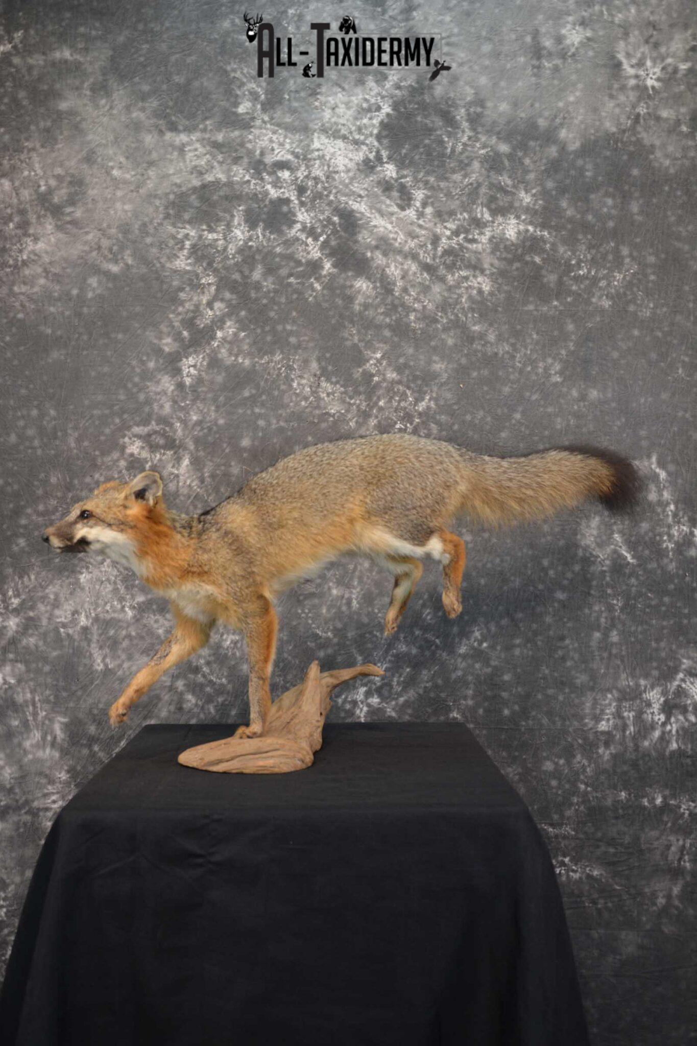 Gray Fox Taxidermy Mount SKU 1567 - All Taxidermy