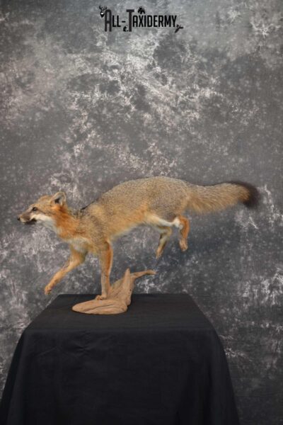 Gray Fox Taxidermy Mount SKU 1567
