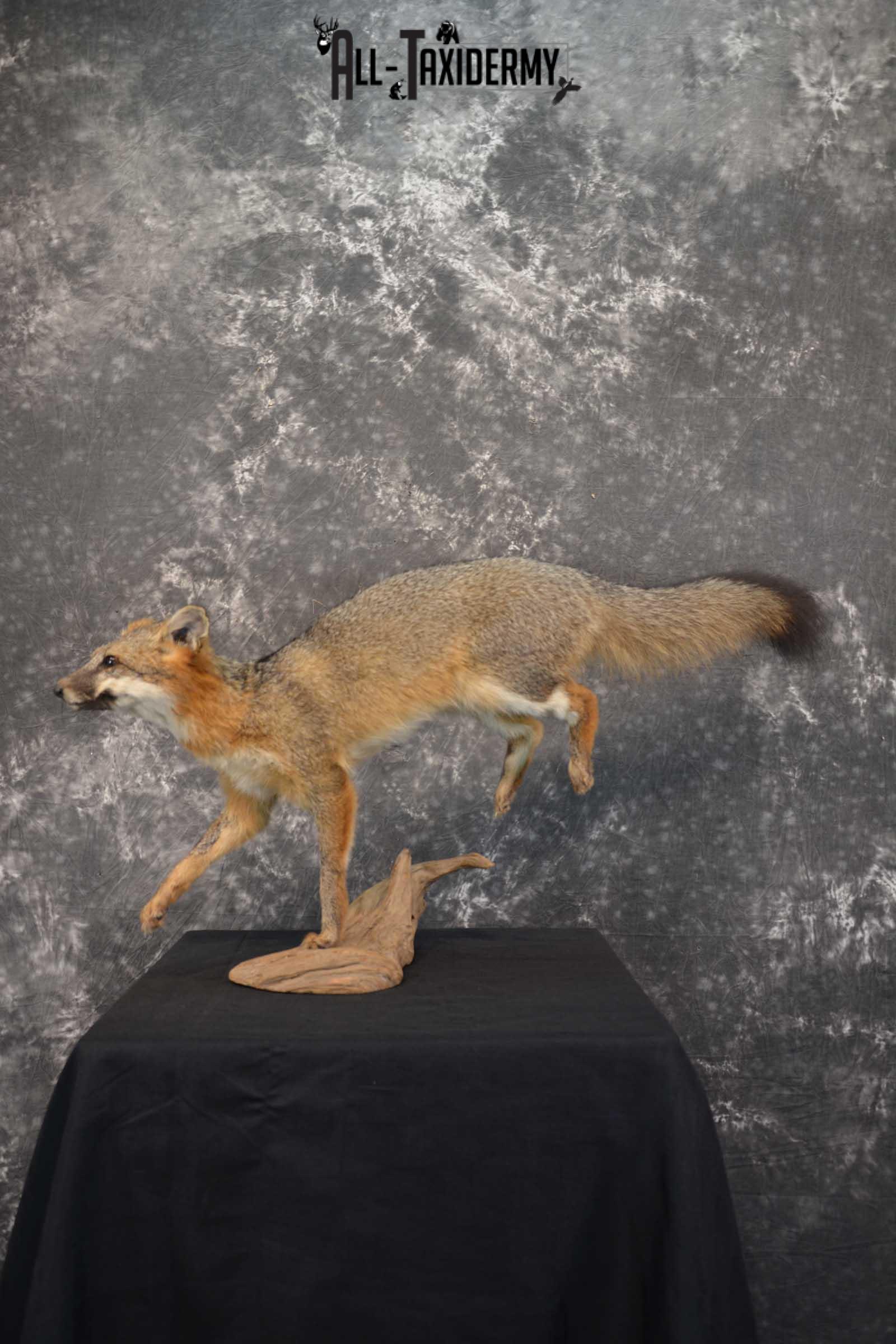 Gray Fox Taxidermy Mount SKU 1567