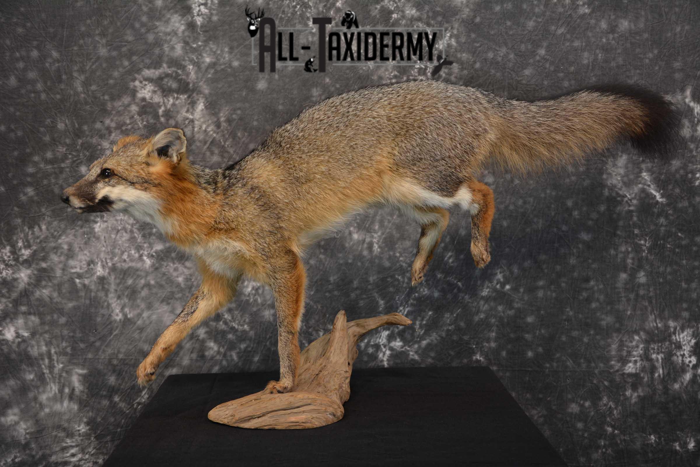 Gray Fox Taxidermy Mount SKU 1567 - Image 6