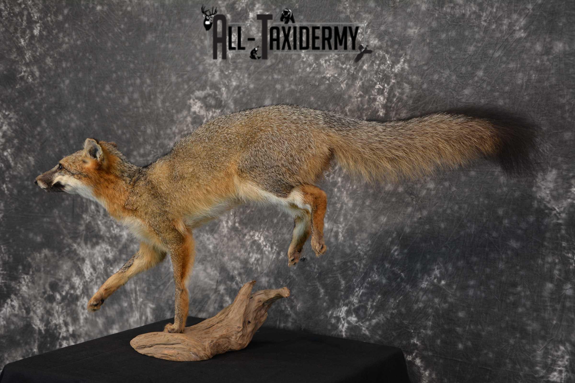 Gray Fox Taxidermy Mount SKU 1567 - Image 5