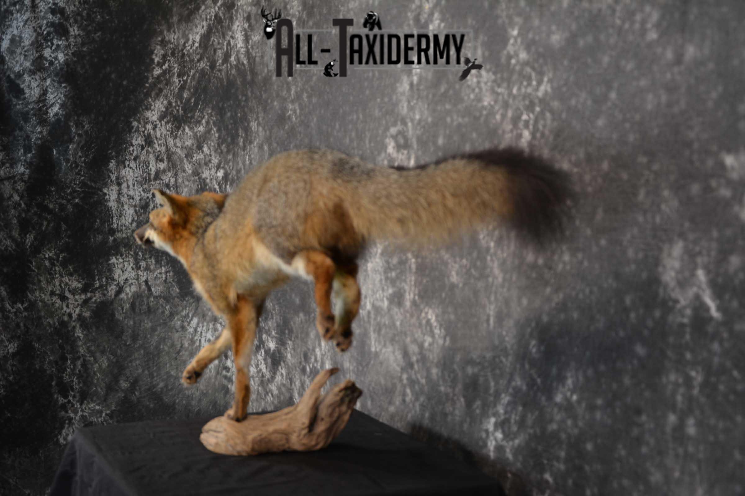 Gray Fox Taxidermy Mount SKU 1567 - Image 4