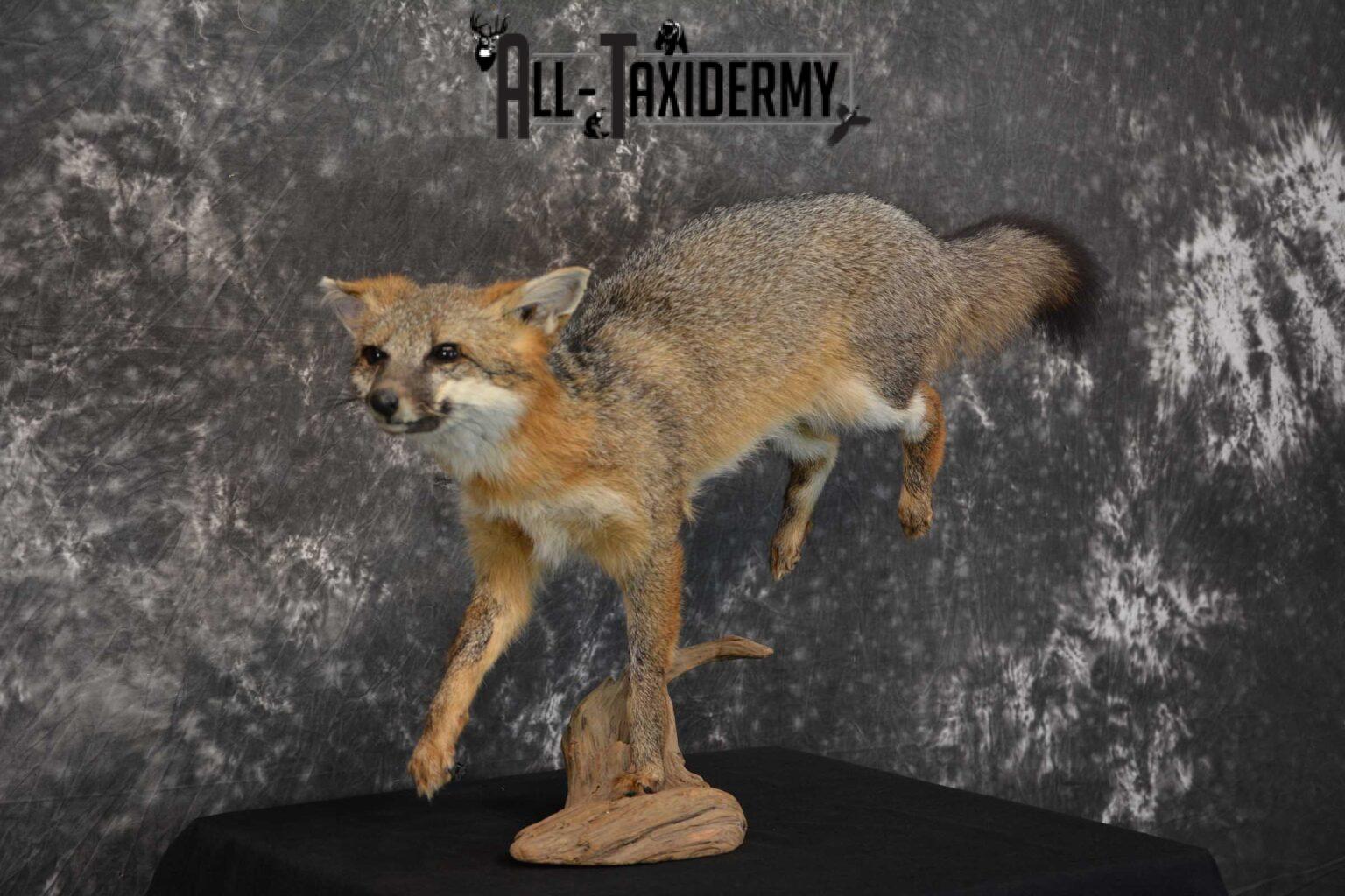 Gray Fox Taxidermy Mount Sku 1567 All Taxidermy