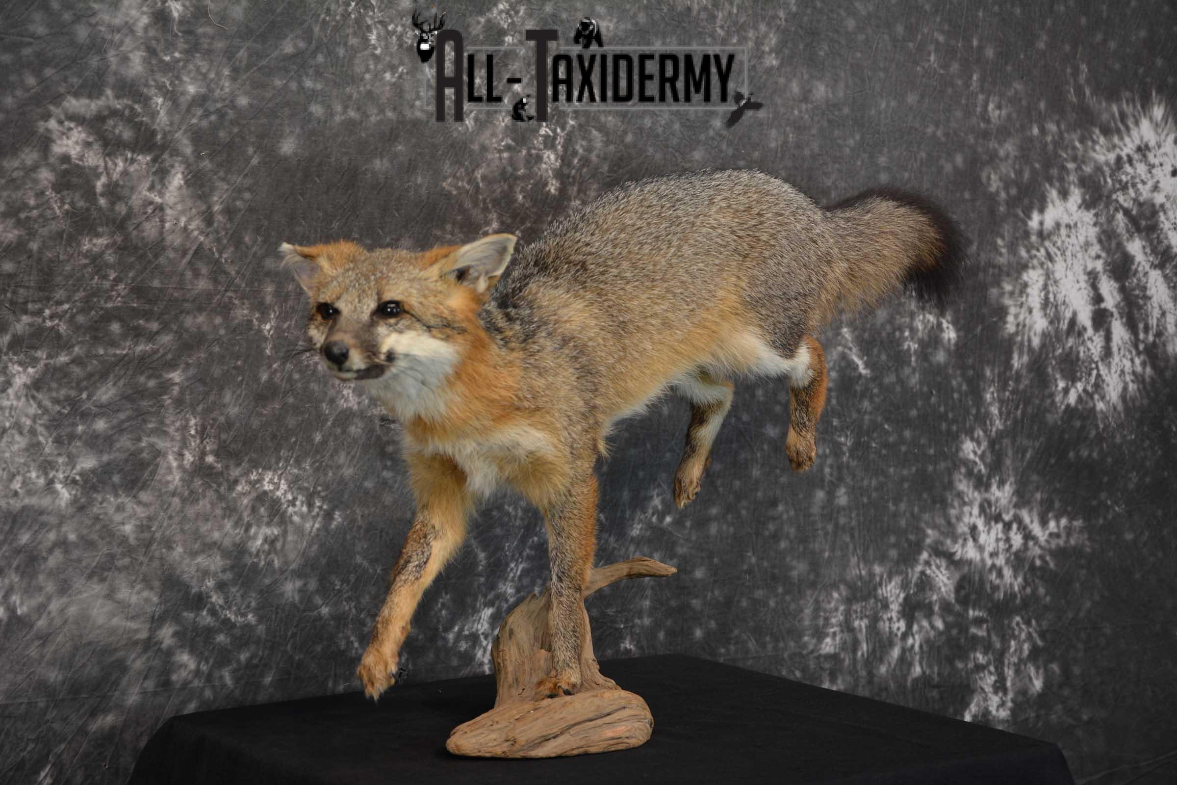 Gray Fox Taxidermy Mount SKU 1567 - Image 3