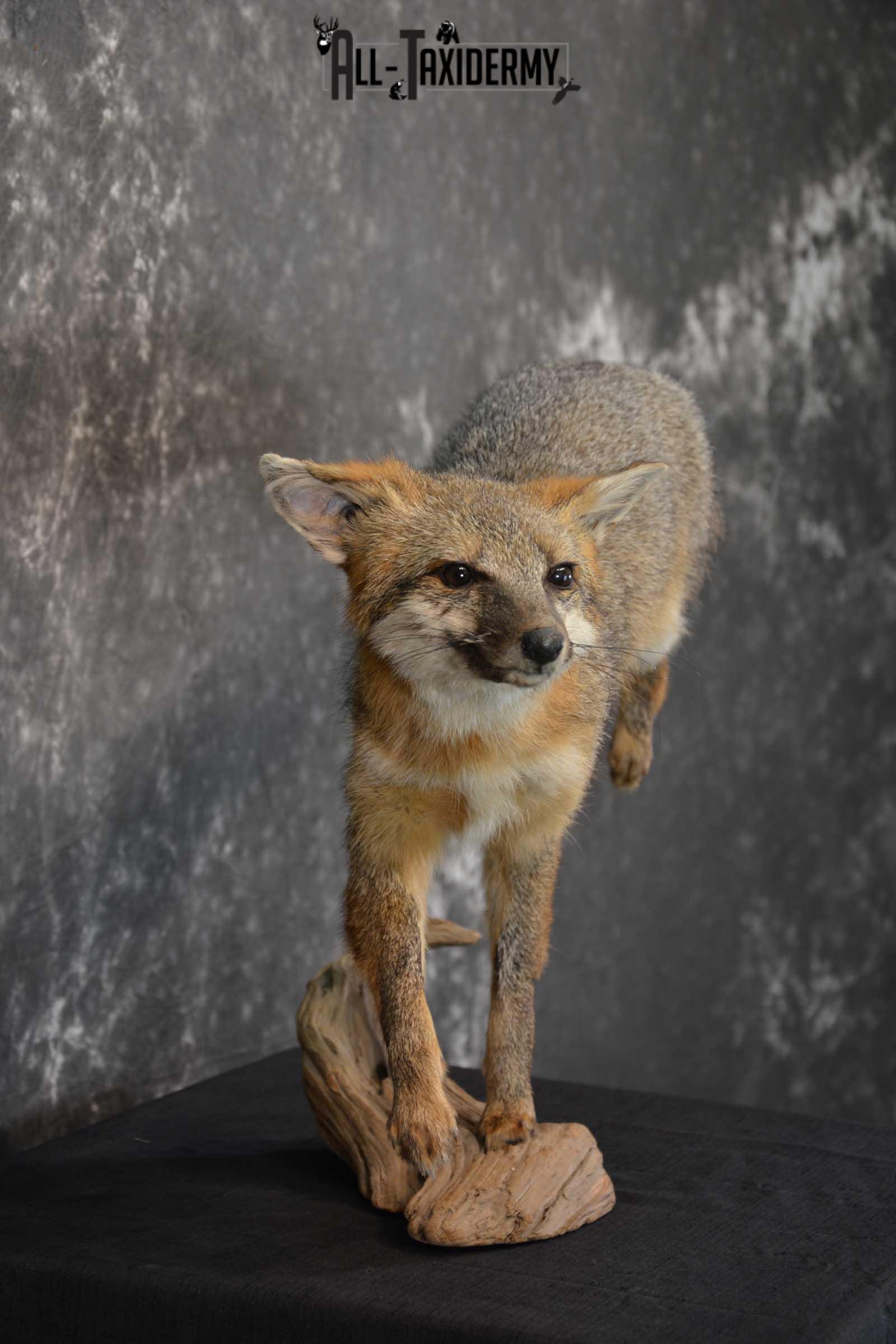 Gray Fox Taxidermy Mount SKU 1567 - Image 2