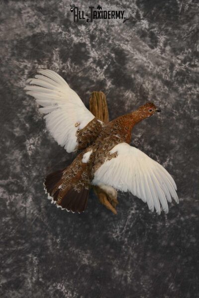 Ptarmigan Taxidermy Bird Mount SKU 1570