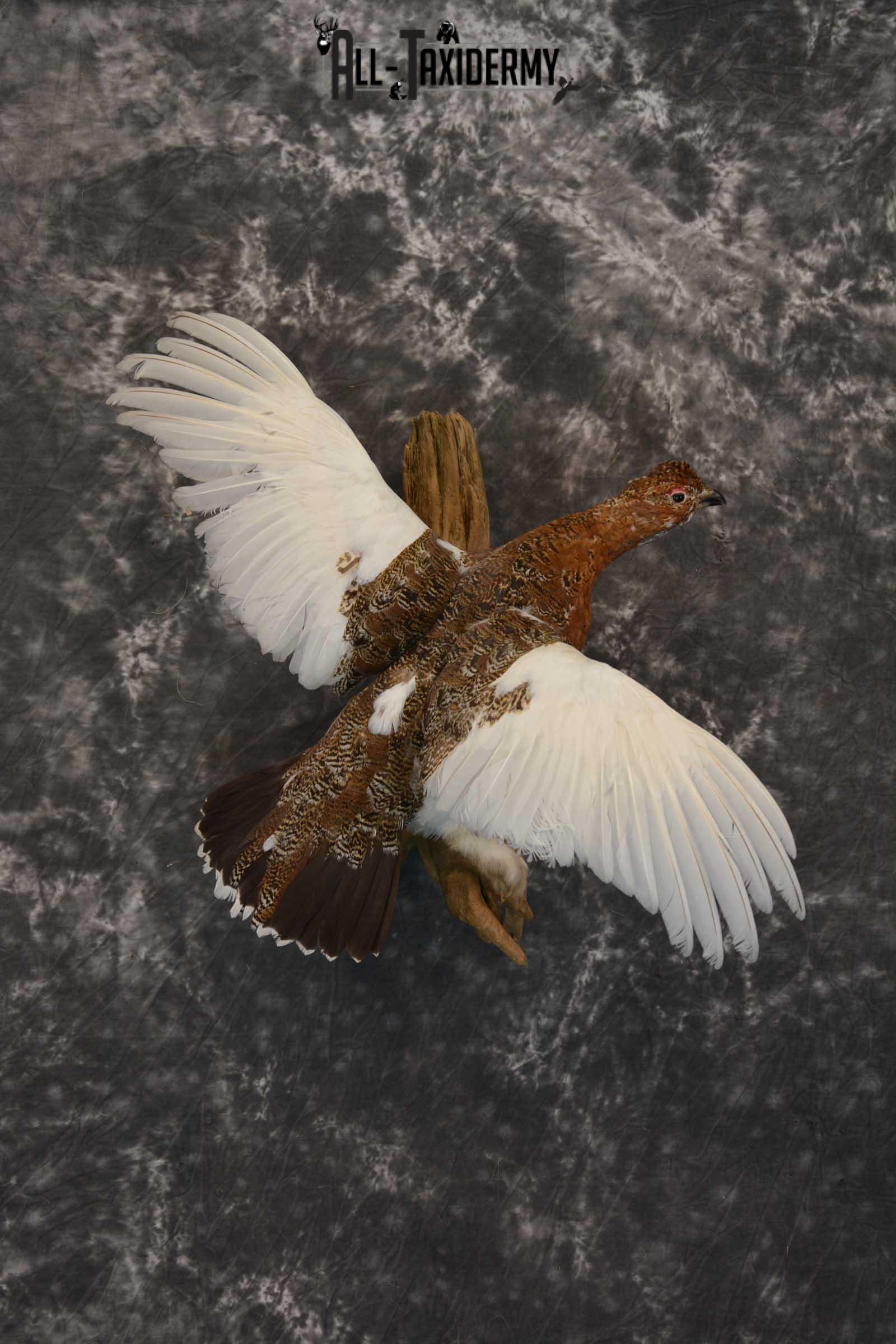 Ptarmigan Taxidermy Bird Mount SKU 1570
