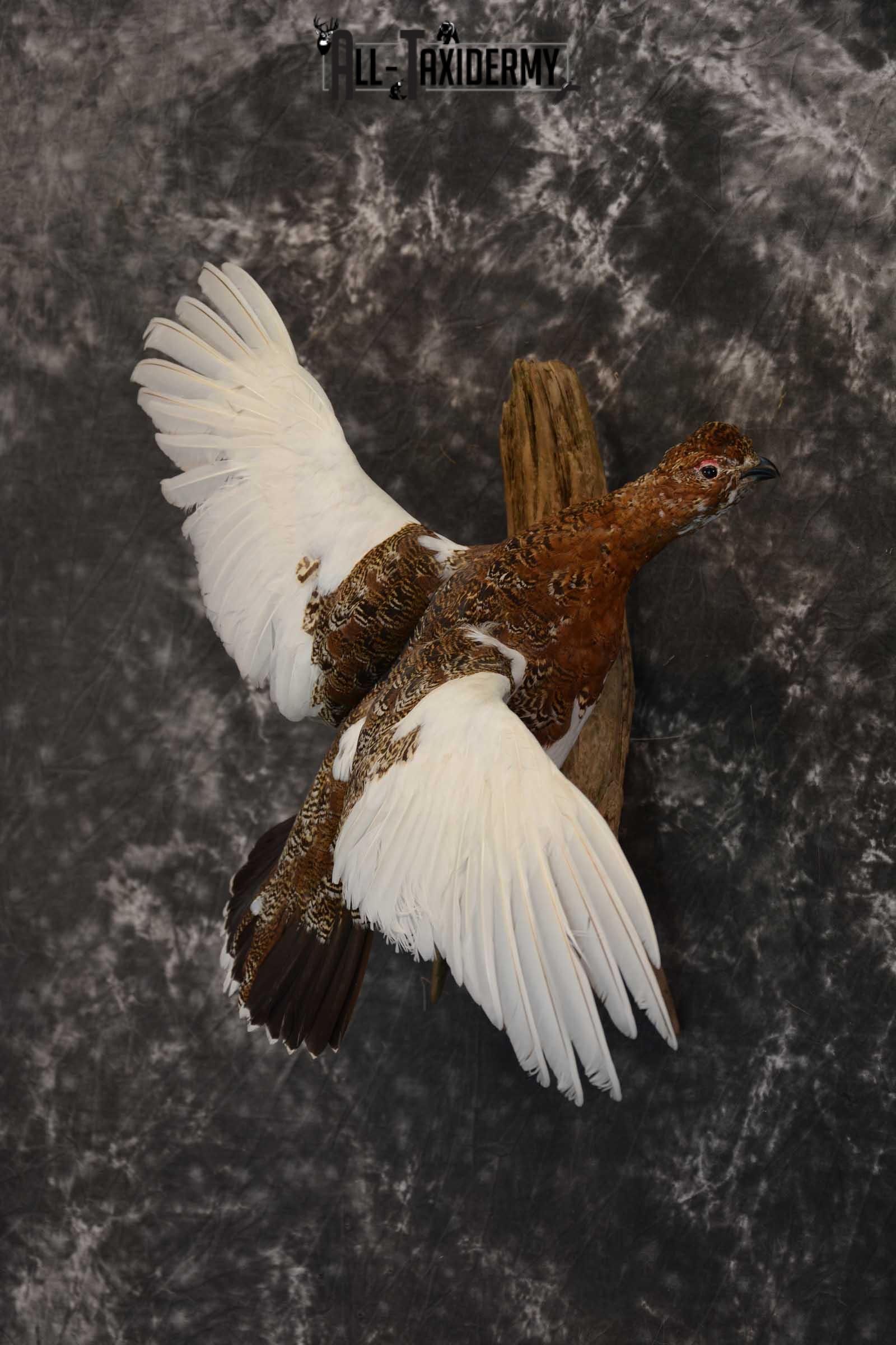 Ptarmigan Taxidermy Bird Mount SKU 1570 - Image 5