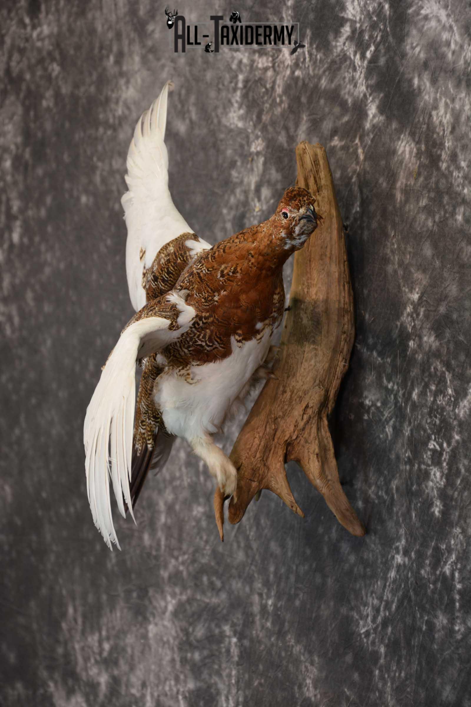 Ptarmigan Taxidermy Bird Mount SKU 1570 - Image 4