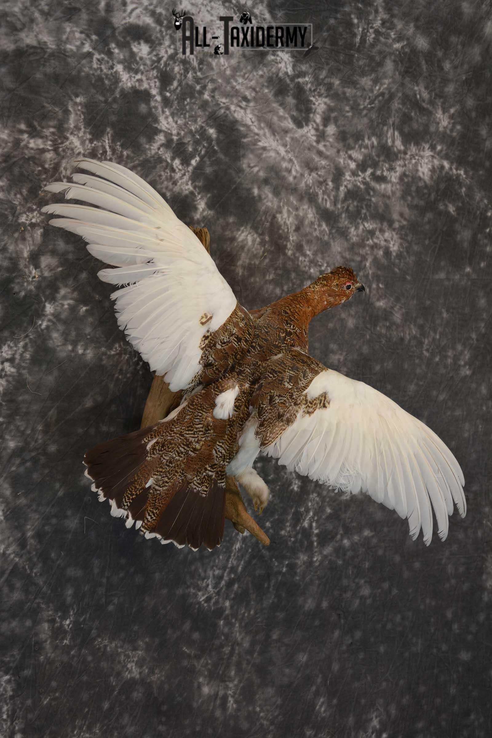 Ptarmigan Taxidermy Bird Mount SKU 1570 - Image 3