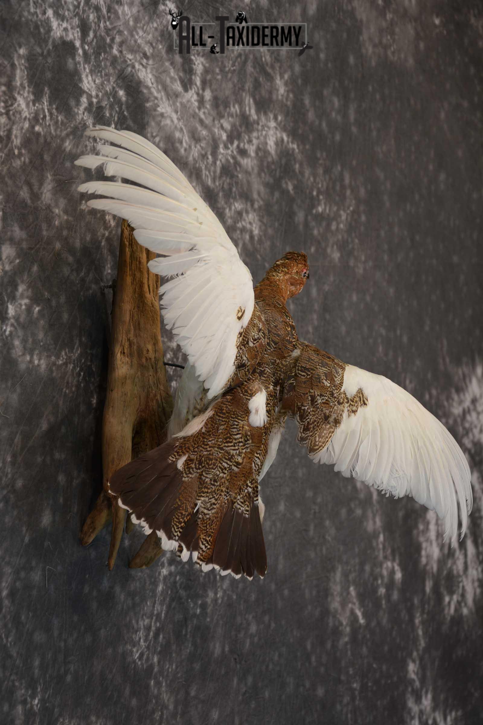 Ptarmigan Taxidermy Bird Mount SKU 1570 - Image 2