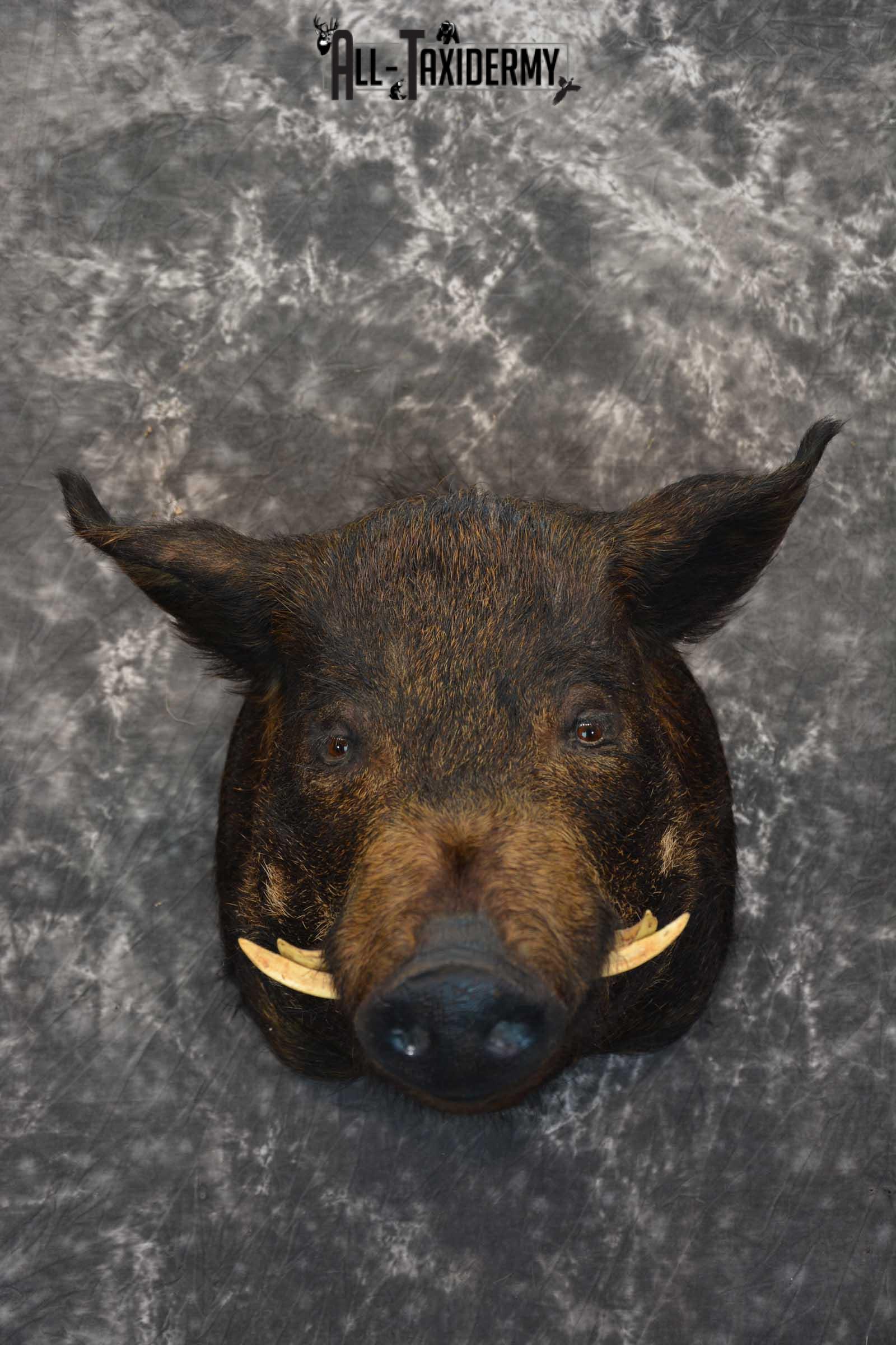 Hog Taxidermy Shoulder Mount SKU 1571