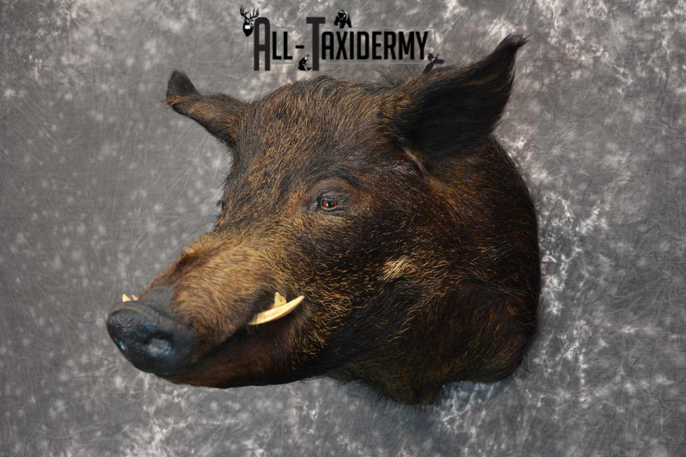 Hog Taxidermy Shoulder Mount SKU 1571 - Image 8