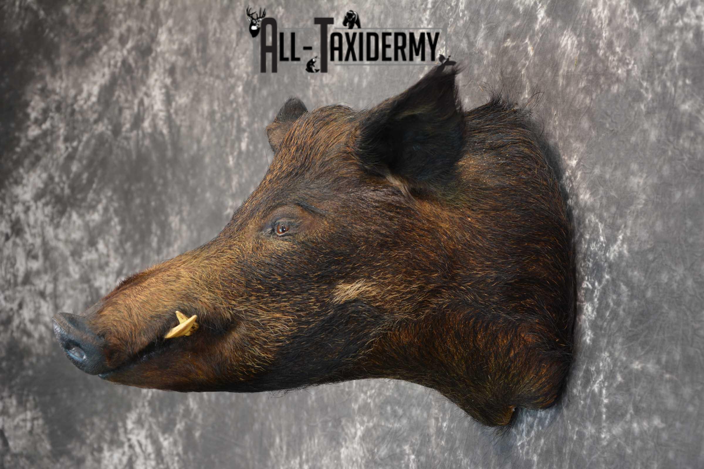 Hog Taxidermy Shoulder Mount SKU 1571 - Image 7
