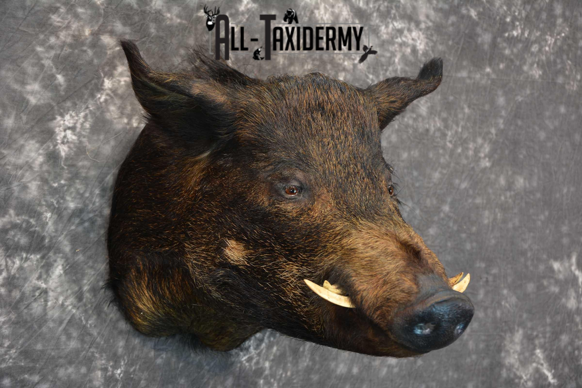 Hog Taxidermy Shoulder Mount SKU 1571 - Image 6