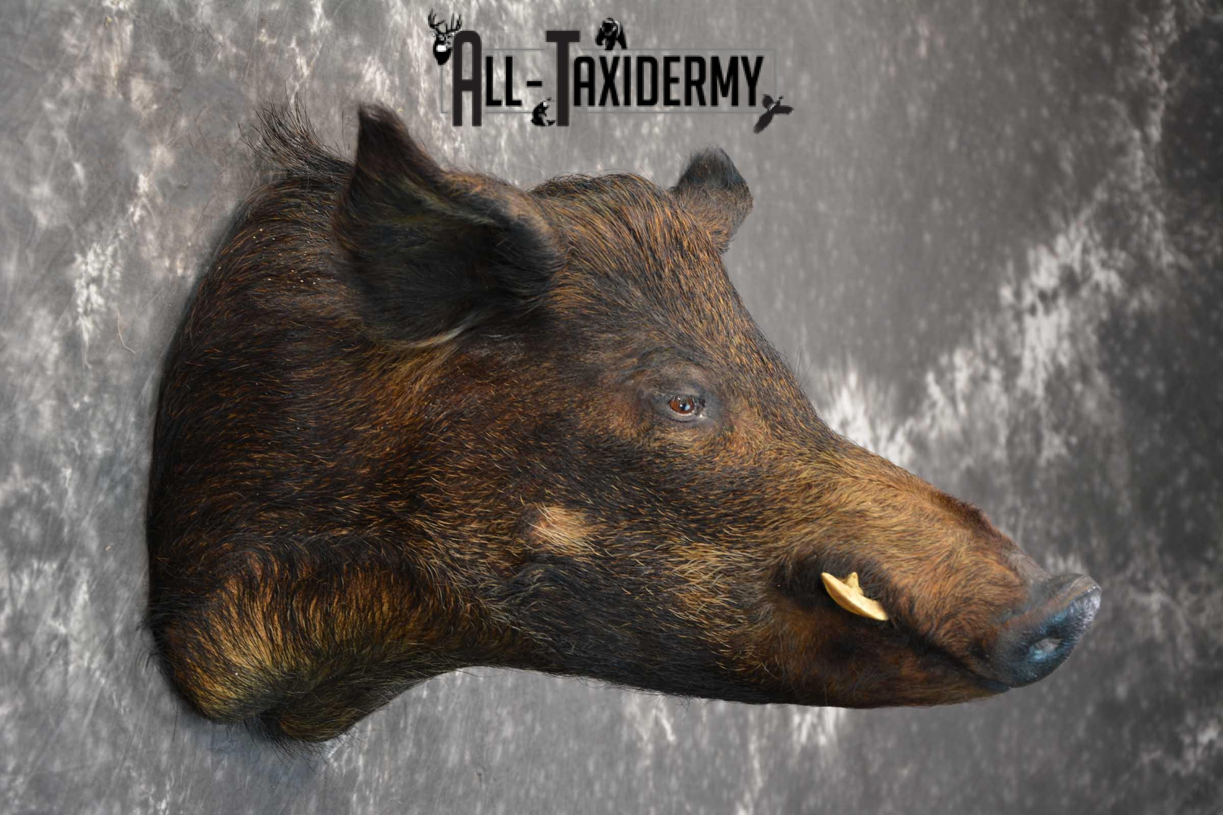 Hog Taxidermy Shoulder Mount SKU 1571 - Image 5