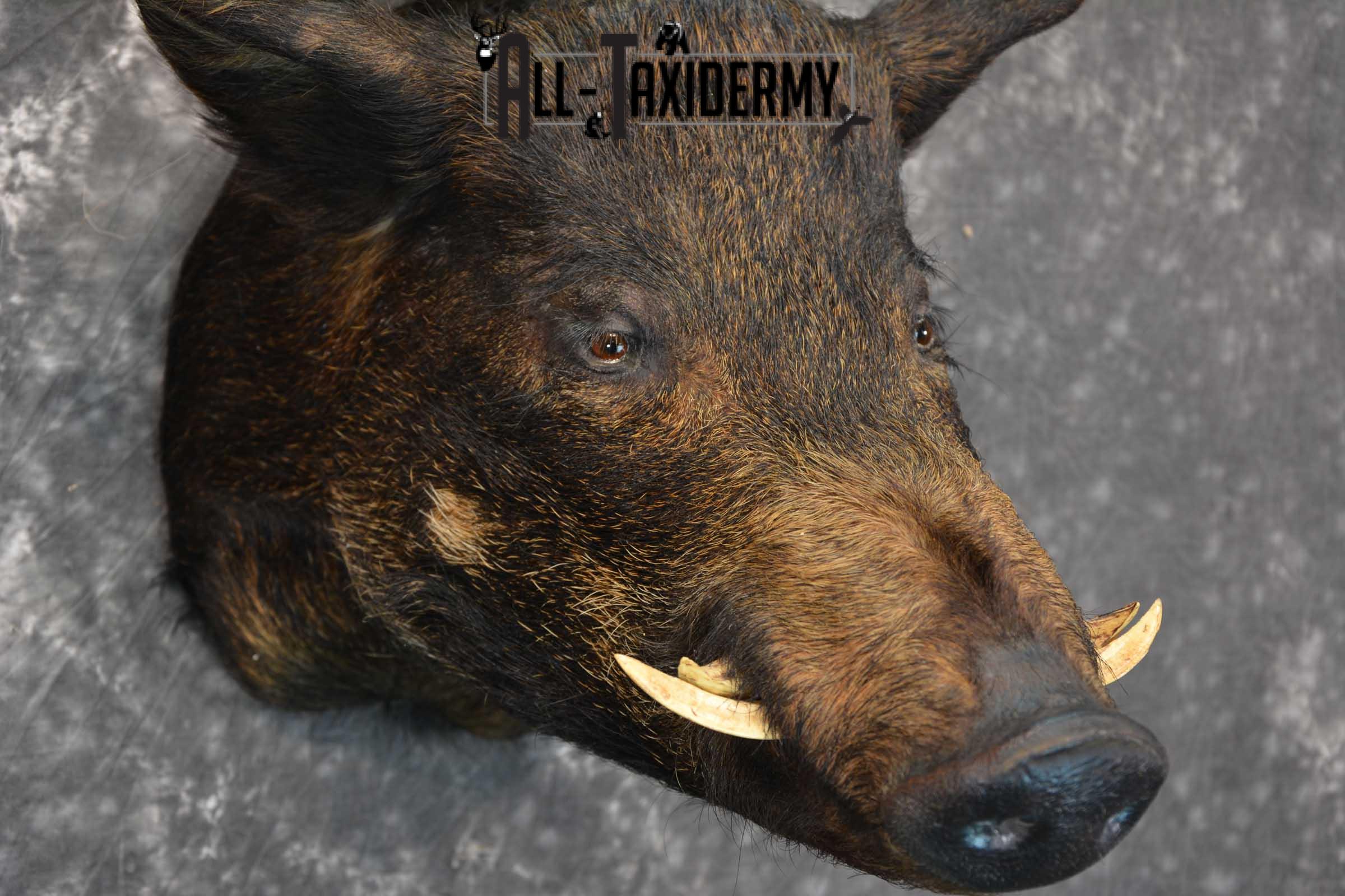 Hog Taxidermy Shoulder Mount SKU 1571 - Image 4
