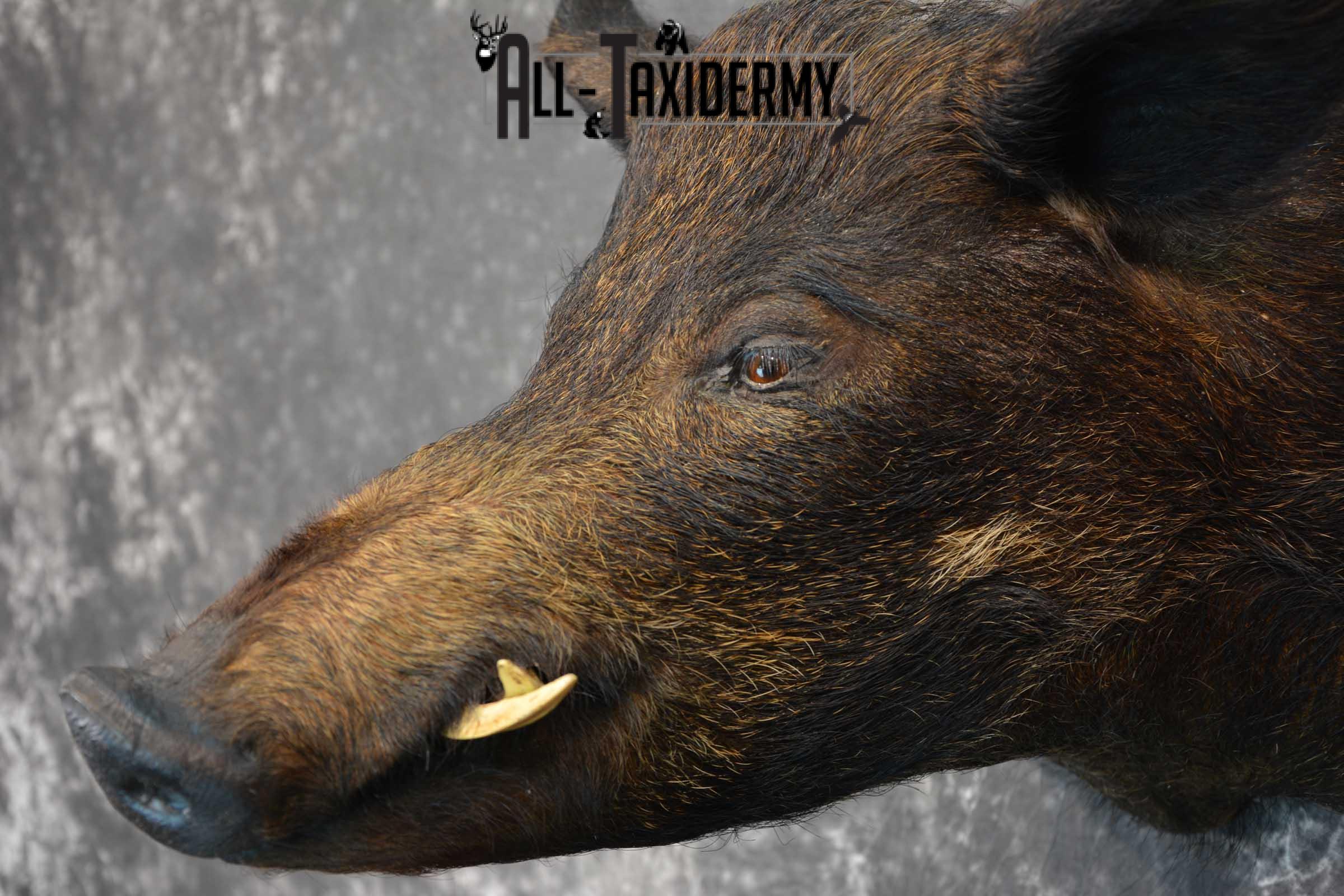 Hog Taxidermy Shoulder Mount SKU 1571 - Image 3