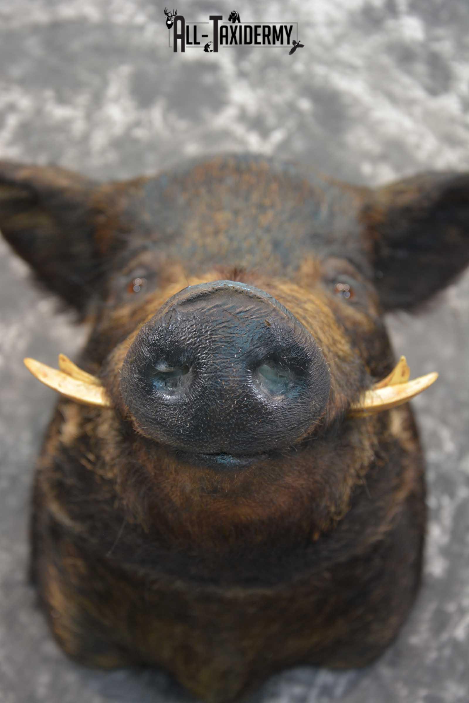 Hog Taxidermy Shoulder Mount SKU 1571 - Image 2