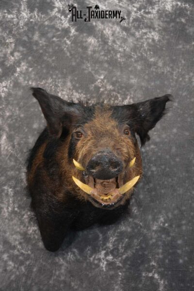 Hog Taxidermy Shoulder Mount SKU 1572