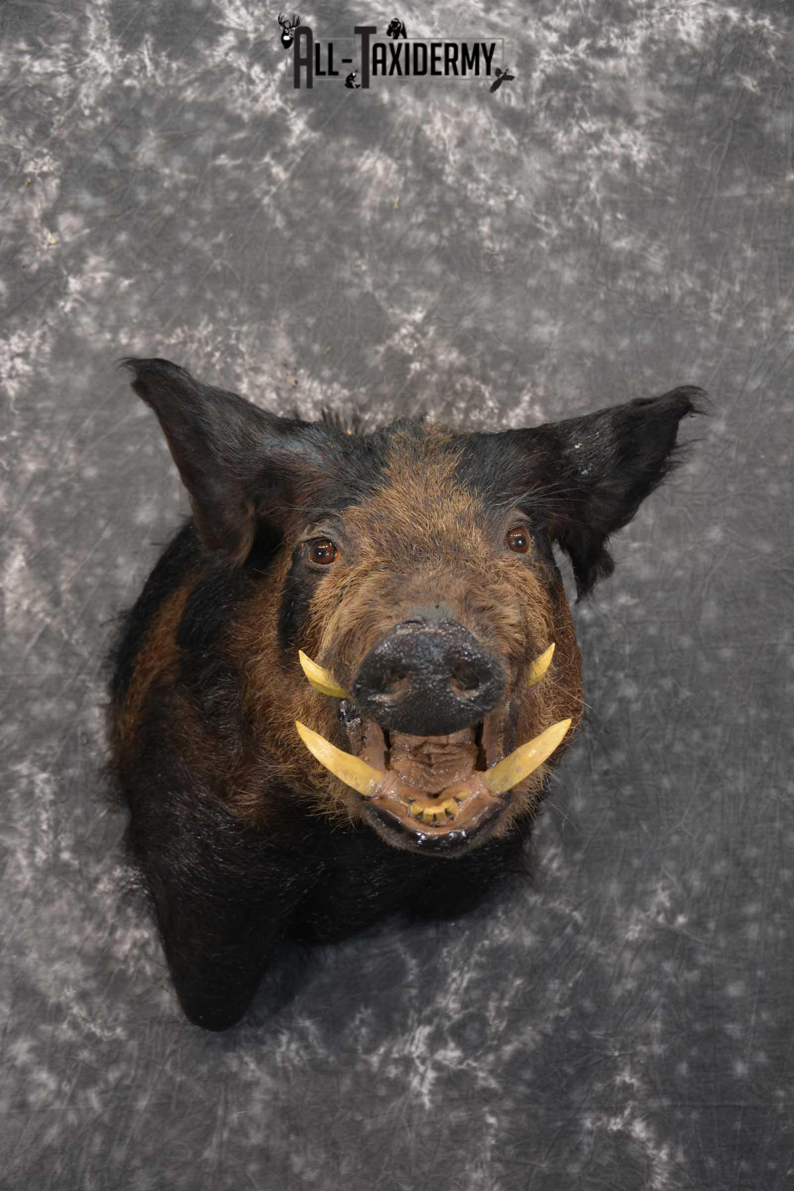 Hog Taxidermy Shoulder Mount SKU 1572