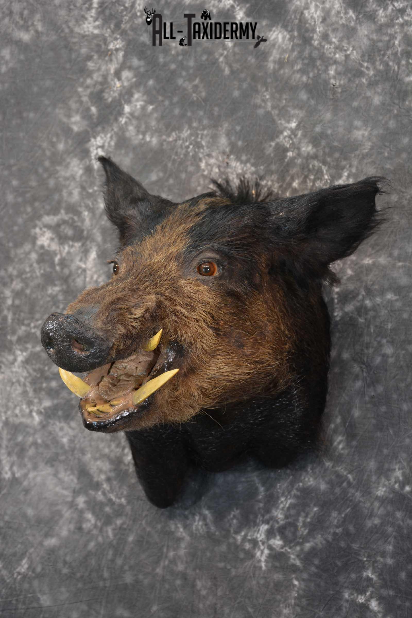 Hog Taxidermy Shoulder Mount SKU 1572 - Image 5