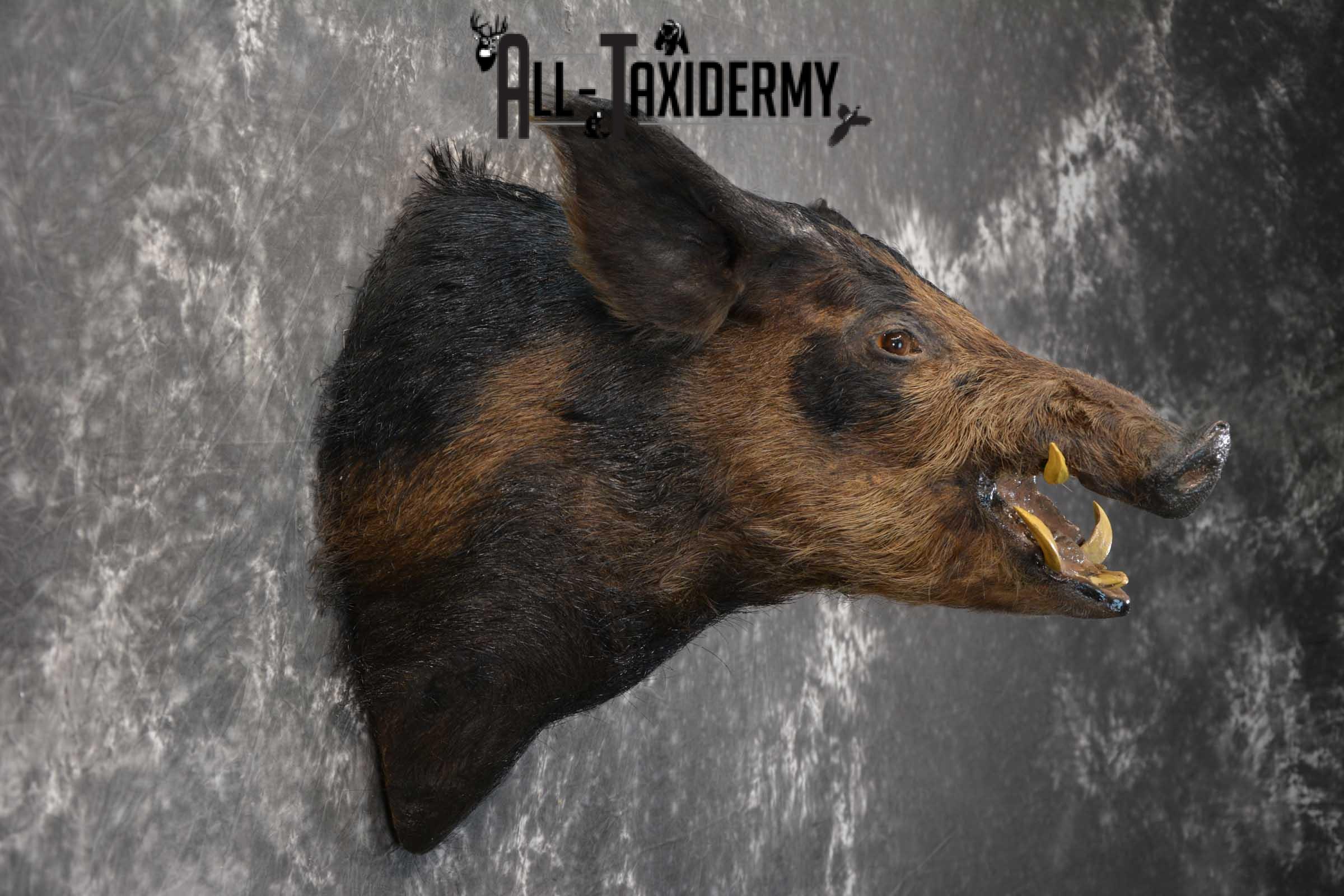 Hog Taxidermy Shoulder Mount SKU 1572 - Image 2