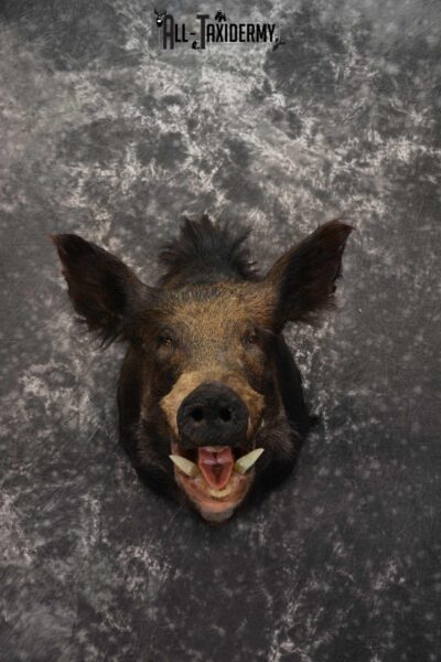Hog Taxidermy Shoulder Mount SKU 1574