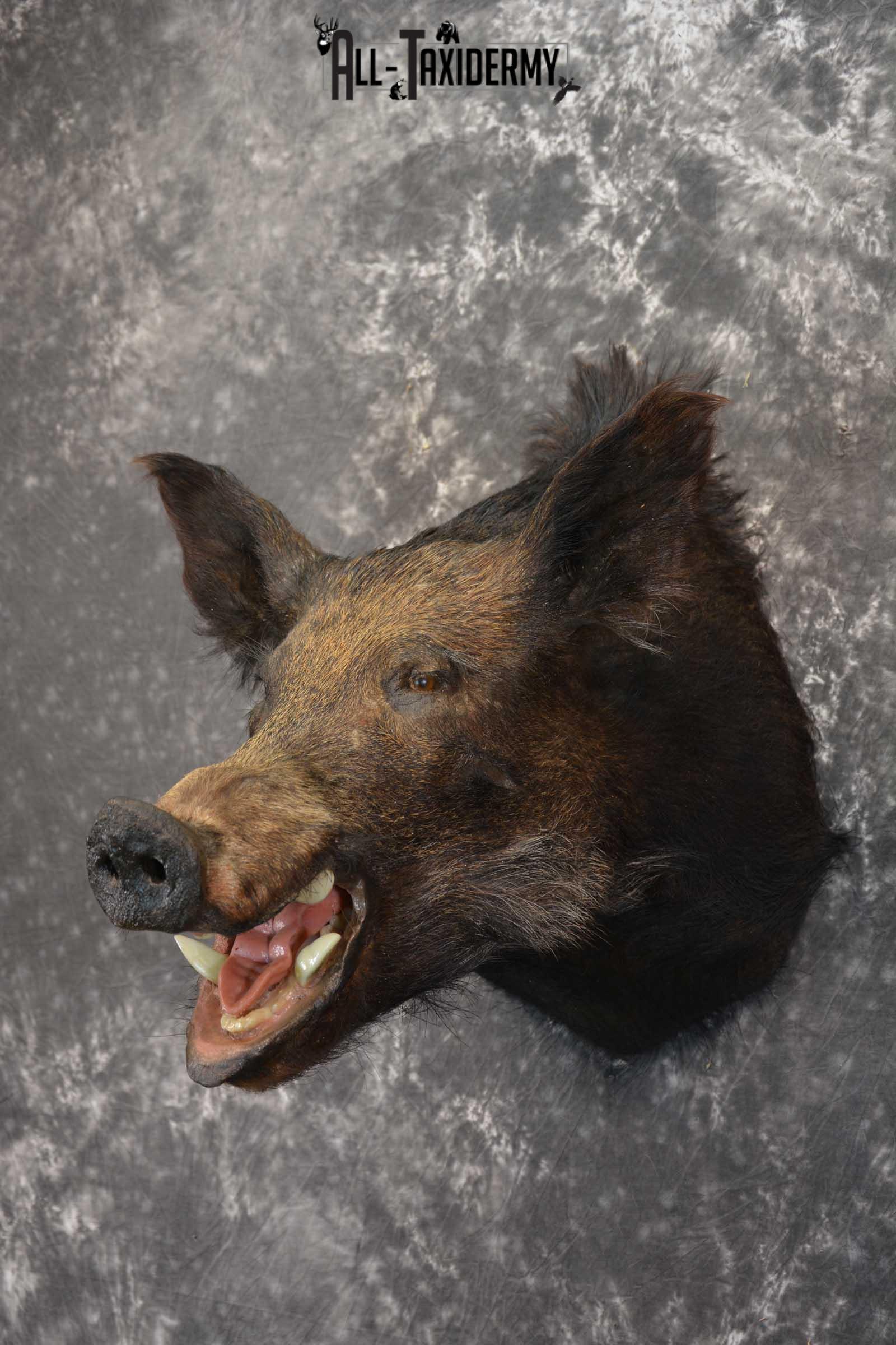 Hog Taxidermy Shoulder Mount SKU 1574 - Image 5