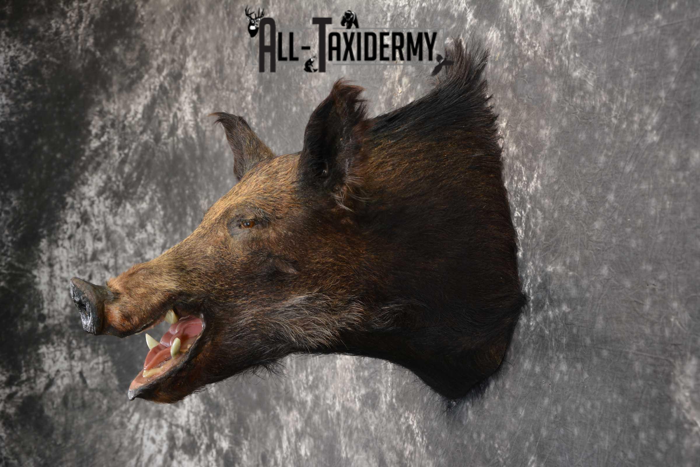 Hog Taxidermy Shoulder Mount SKU 1574 - Image 4