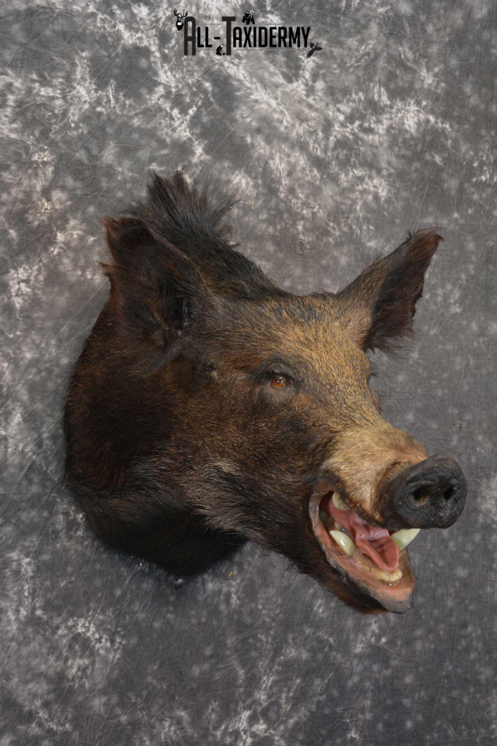 Hog Taxidermy Shoulder Mount SKU 1574 - Image 3