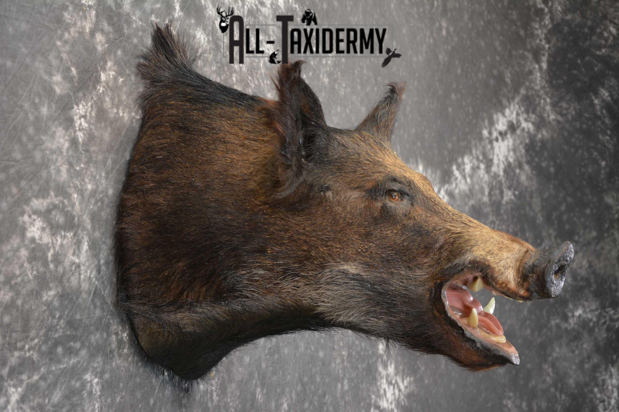 Hog Taxidermy Shoulder Mount SKU 1574 - Image 2