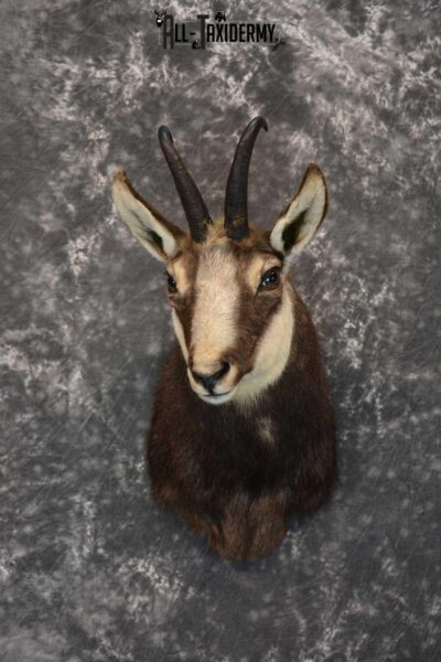 Pyrenean chamois - Shoulder mount/stuffed head - Rupicapra pyrenaica -  Masai Gallery