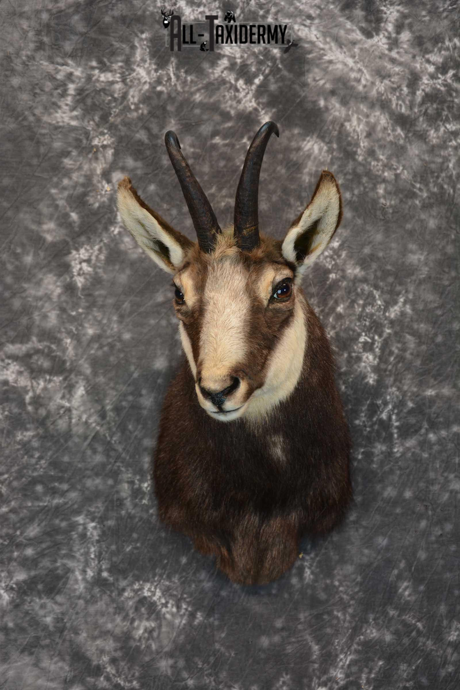 Chamois Taxidermy Shoulder Mount SKU 1573