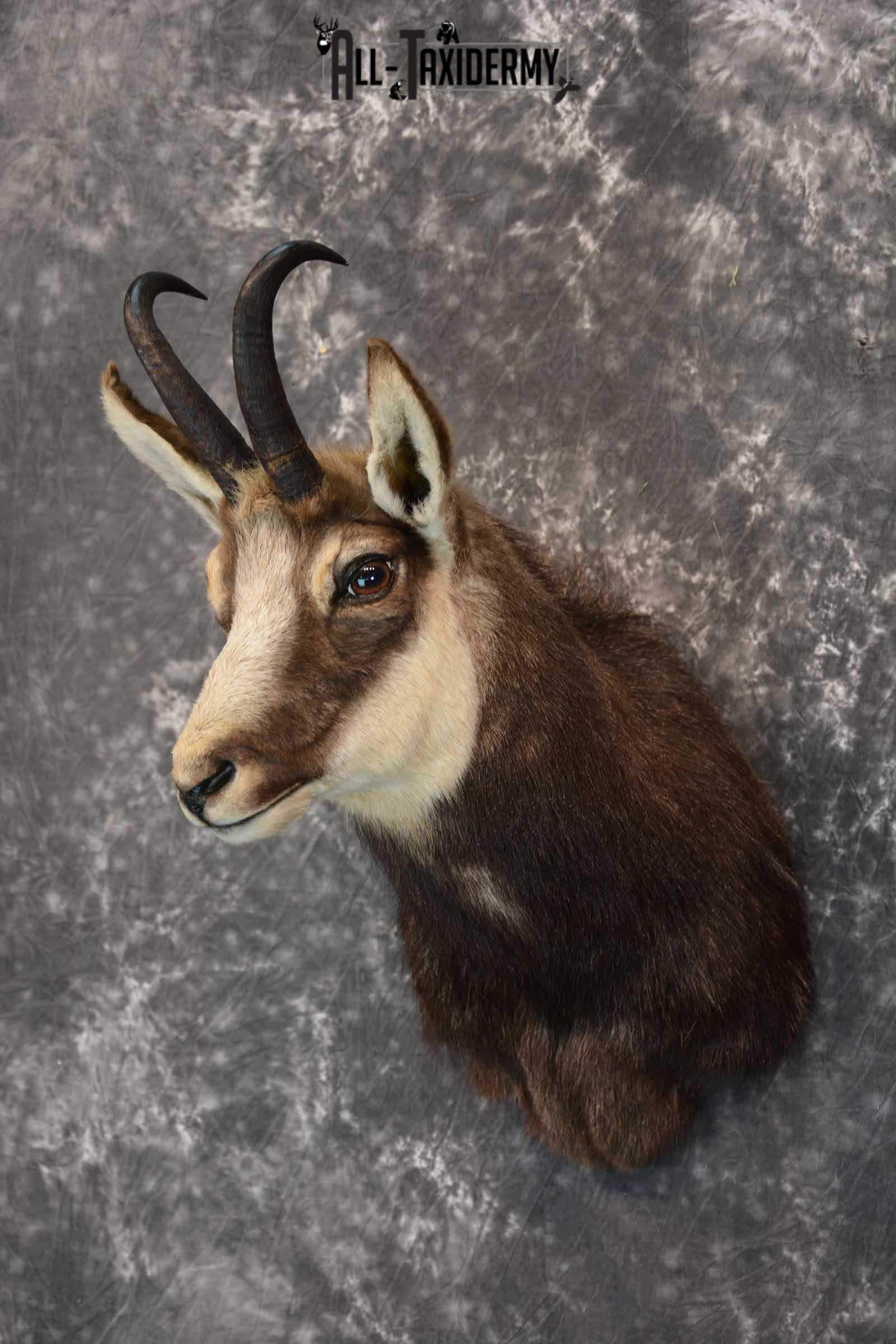 Chamois Taxidermy Shoulder Mount SKU 1573 - Image 2