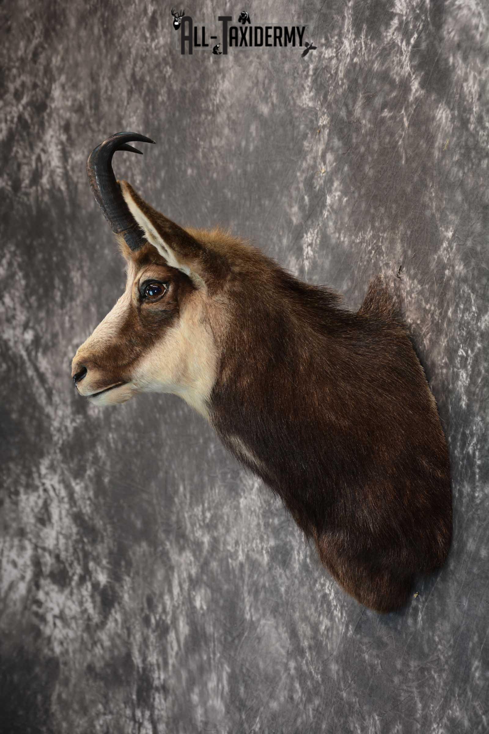 Chamois Taxidermy Shoulder Mount SKU 1573 - Image 3
