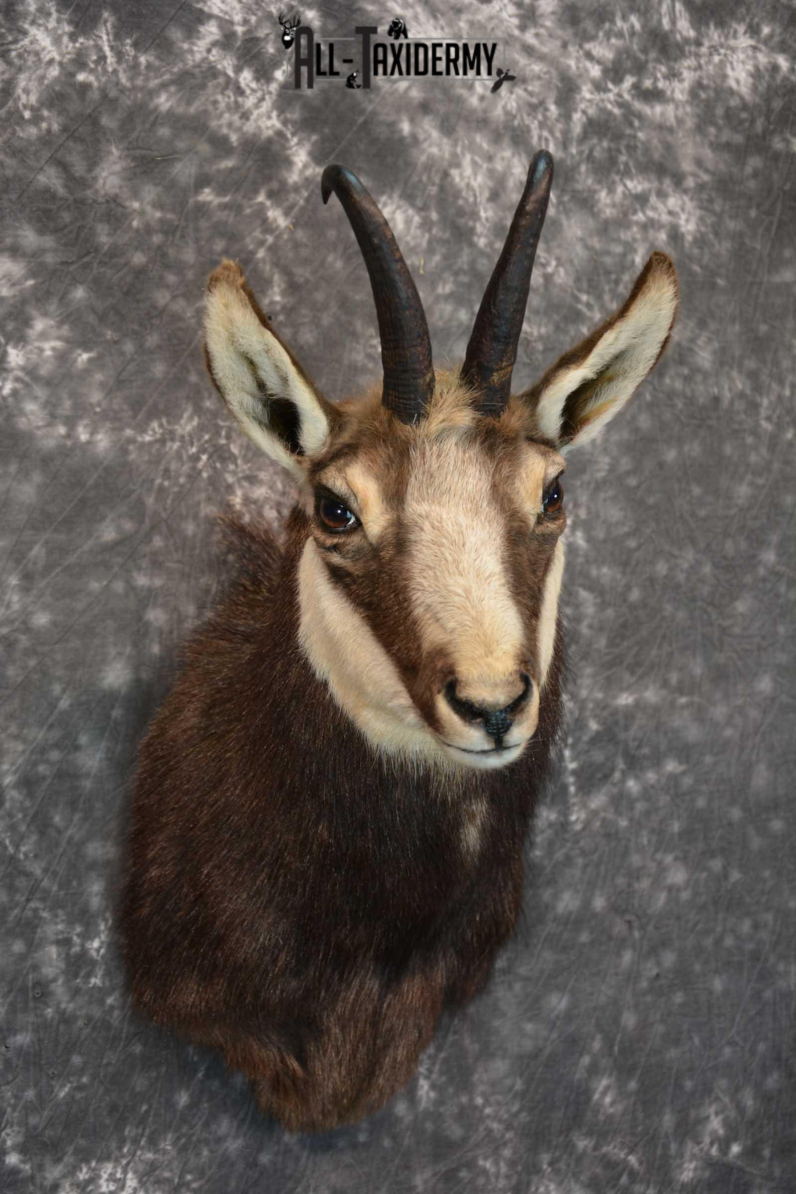 Chamois Taxidermy Shoulder Mount SKU 1573 - Image 4